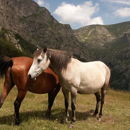 Georgievi *